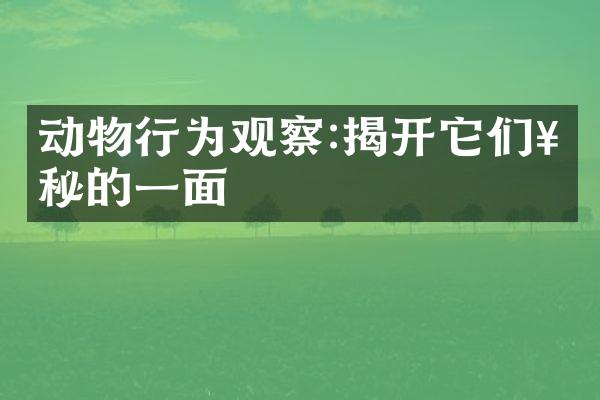 动物行为观察:揭开它们神秘的一面