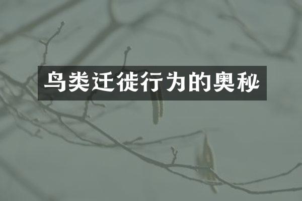 鸟类迁徙行为的奥秘