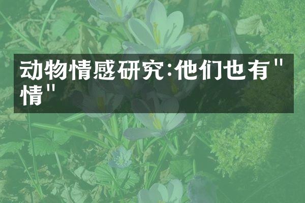 动物情感研究:他们也有"感情"