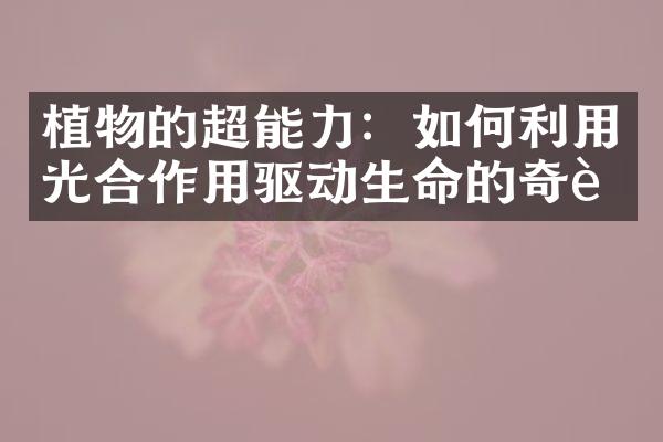 植物的超能力：如何利用光合作用驱动生命的奇迹