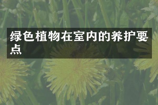 绿色植物在室内的养护要点