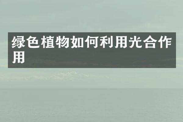 绿色植物如何利用光合作用