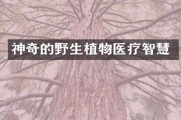 神奇的野生植物医疗智慧