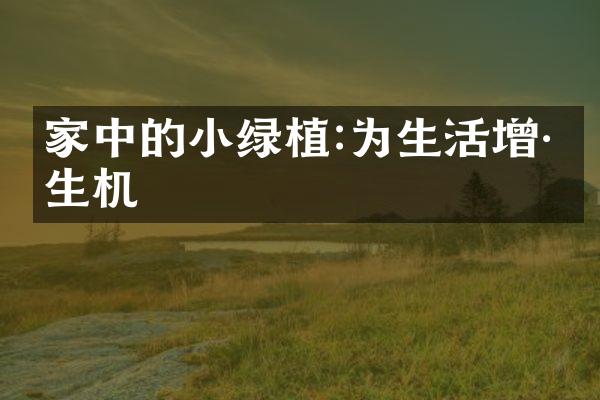 家中的小绿植:为生活增添生机