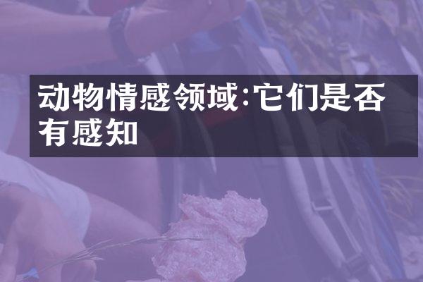 动物情感领域:它们是否也有感知