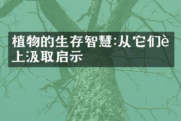 植物的生存智慧:从它们身上汲取启示