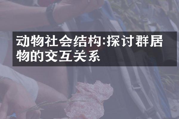 动物社会结构:探讨群居生物的交互关系