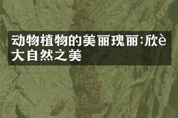 动物植物的美丽瑰丽:欣赏大自然之美