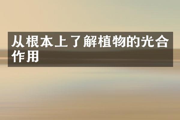 从根本上了解植物的光合作用