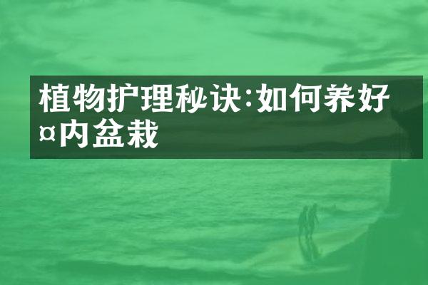 植物护理秘诀:如何养好室内盆栽