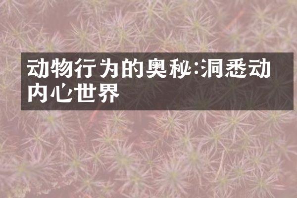 动物行为的奥秘:洞悉动物内心世界