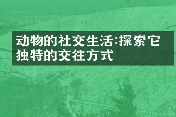 动物的社交生活:探索它们独特的交往方式