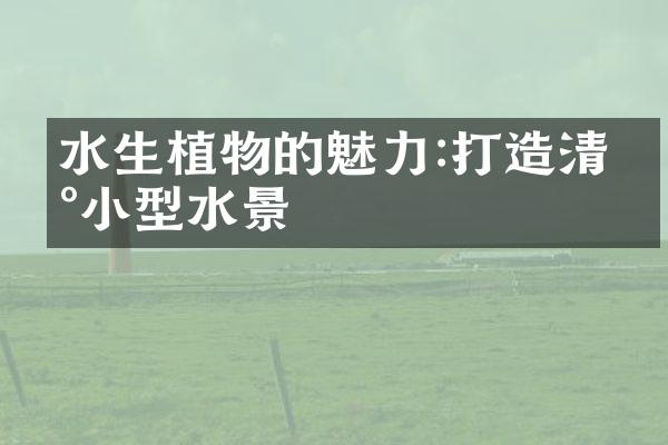 水生植物的魅力:打造清新小型水景