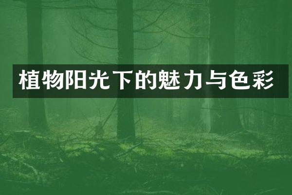 植物阳光下的魅力与色彩