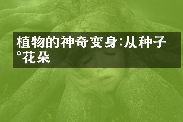 植物的神奇变身:从种子到花朵