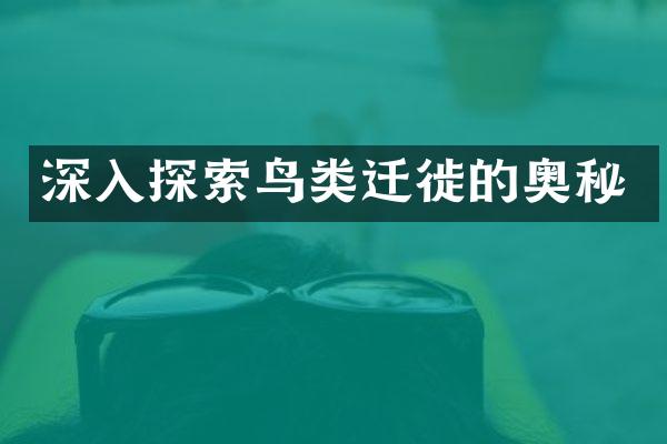 深入探索鸟类迁徙的奥秘