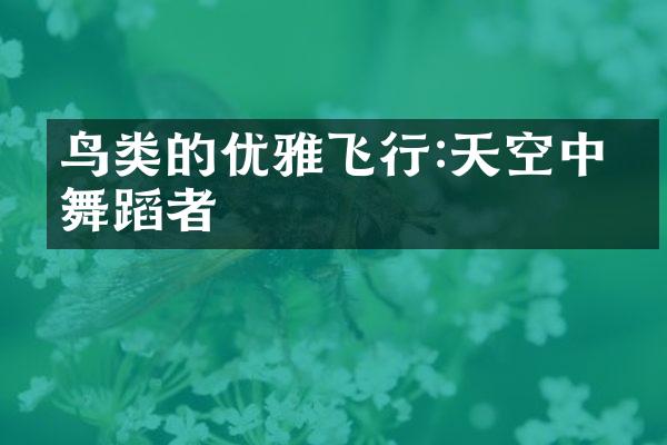 鸟类的优雅飞行:天空中的舞蹈者