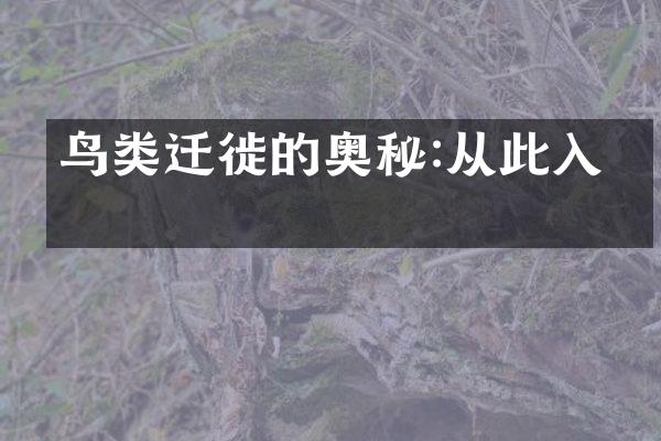 鸟类迁徙的奥秘:从此入境