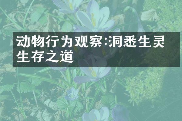 动物行为观察:洞悉生灵的生存之道