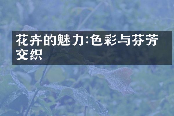 花卉的魅力:色彩与芬芳的交织