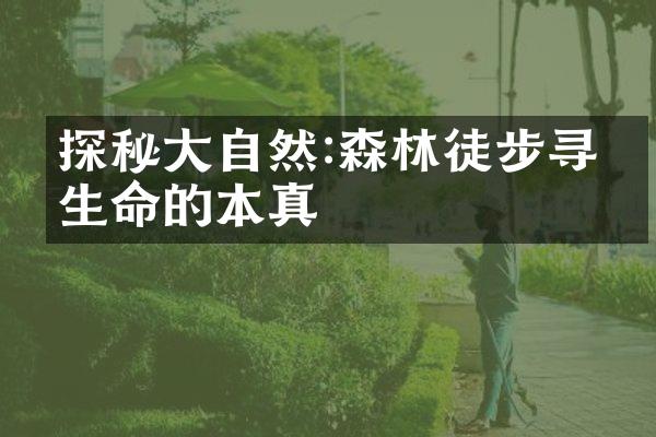 探秘大自然:森林徒步寻找生命的本真