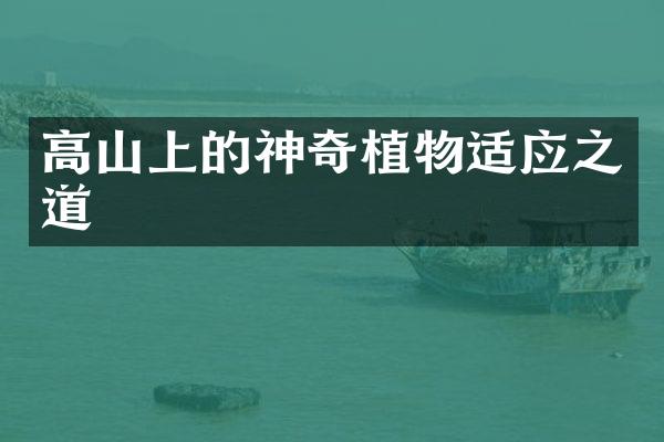 高山上的神奇植物适应之道