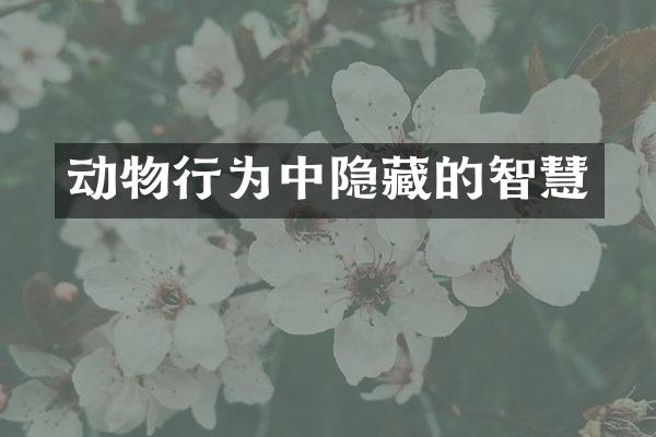 动物行为中隐藏的智慧