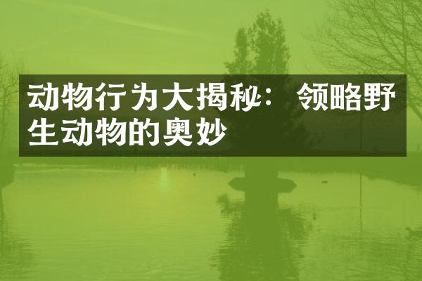 动物行为大揭秘：领略野生动物的奥妙