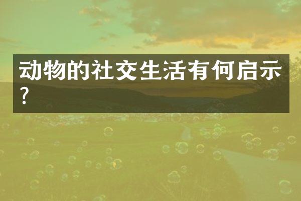 动物的社交生活有何启示?