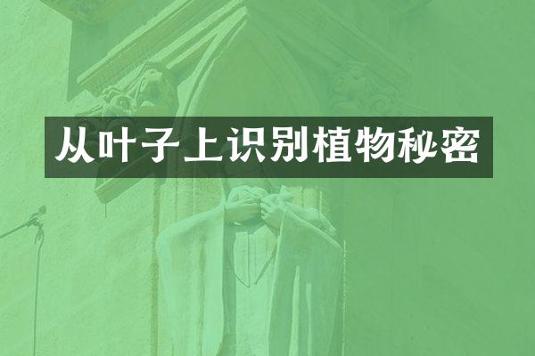 从叶子上识别植物秘密