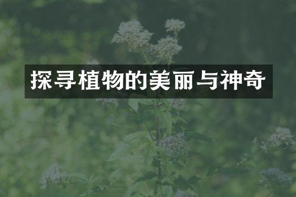 探寻植物的美丽与神奇