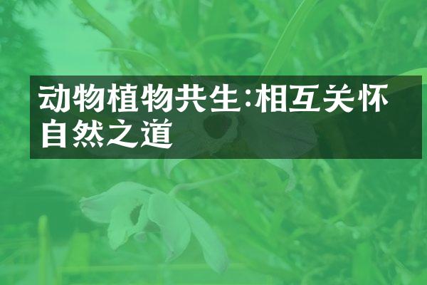 动物植物共生:相互关怀的自然之道