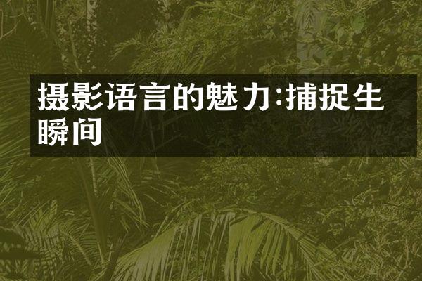 摄影语言的魅力:捕捉生活瞬间