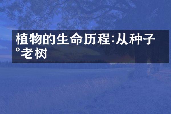 植物的生命历程:从种子到老树
