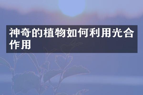 神奇的植物如何利用光合作用