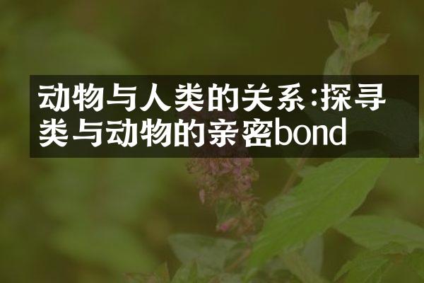 动物与人类的关系:探寻人类与动物的亲密bond