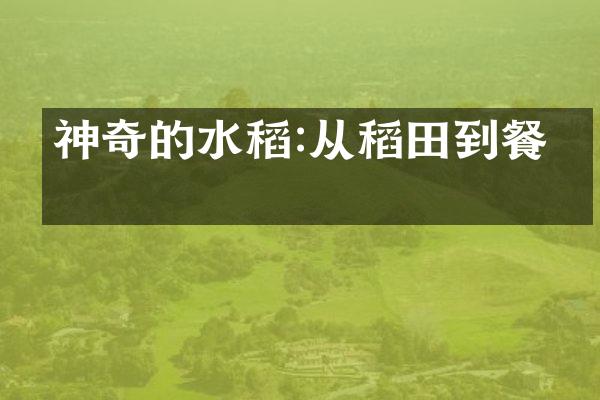 神奇的水稻:从稻田到餐桌