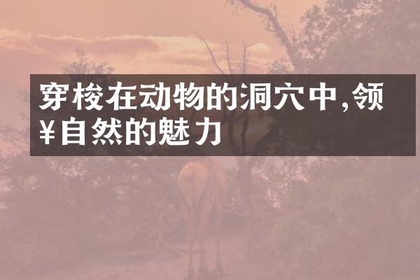穿梭在动物的洞穴中,领略自然的魅力