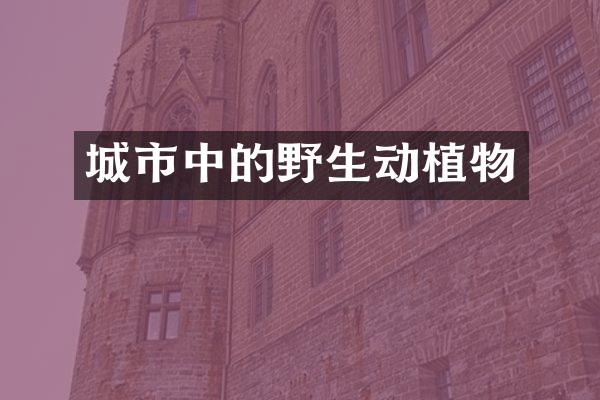 城市中的野生动植物