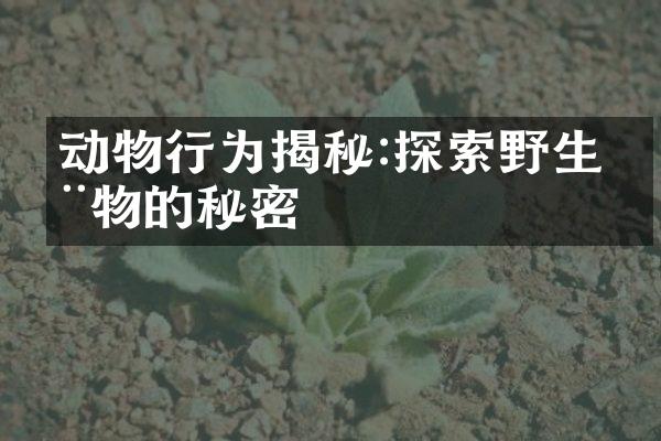 动物行为揭秘:探索野生动物的秘密