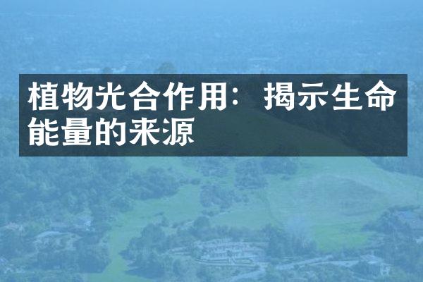 植物光合作用：揭示生命能量的来源