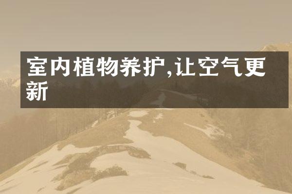 室内植物养护,让空气更清新