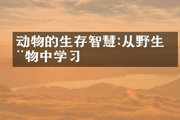 动物的生存智慧:从野生动物中学习