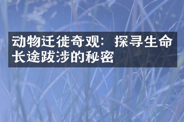 动物迁徙奇观：探寻生命长途跋涉的秘密