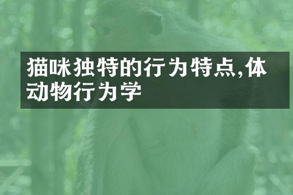 猫咪独特的行为特点,体会动物行为学