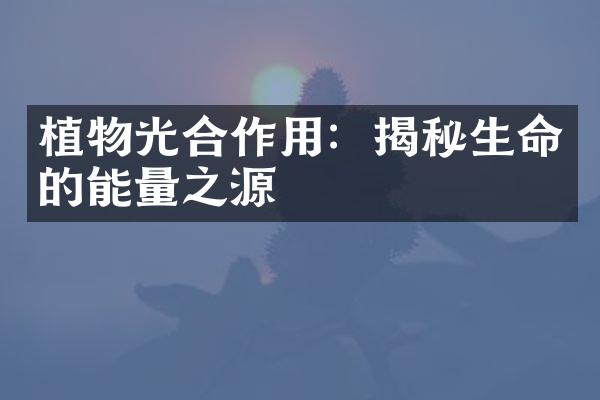 植物光合作用：揭秘生命的能量之源