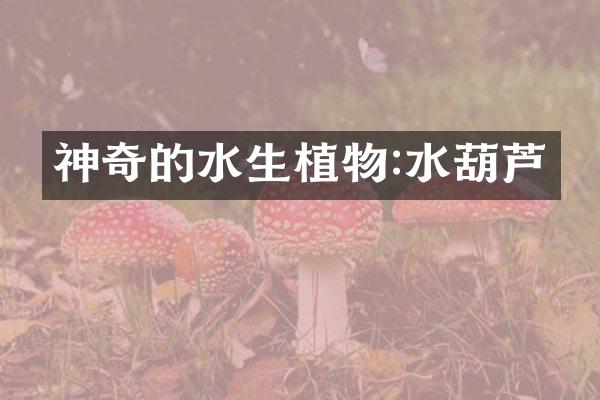神奇的水生植物:水葫芦
