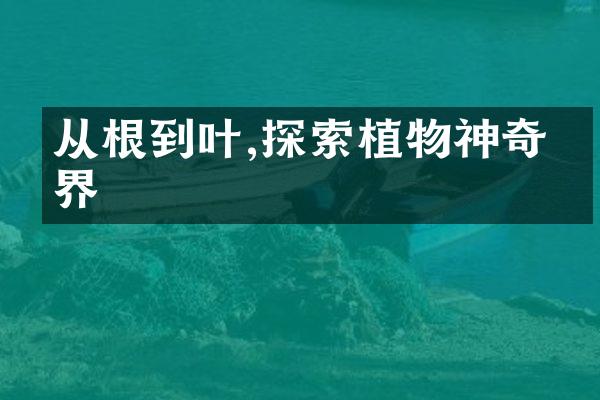 从根到叶,探索植物神奇世界