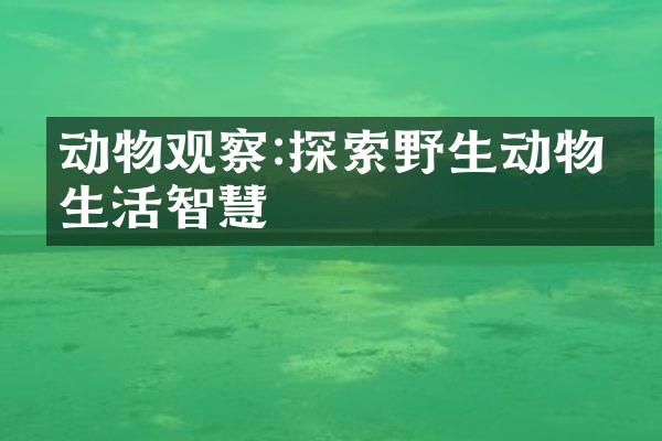 动物观察:探索野生动物的生活智慧