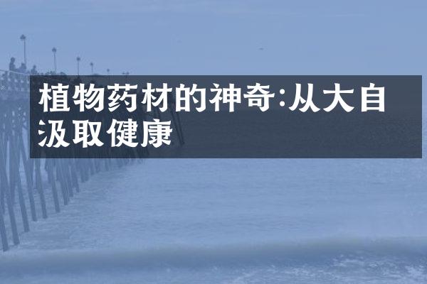 植物药材的神奇:从大自然汲取健康
